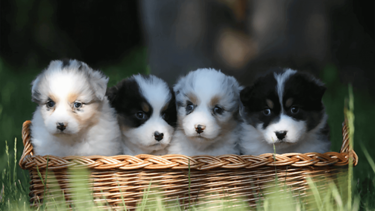 10 amazing puppy facts