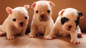 10 amazing puppy facts