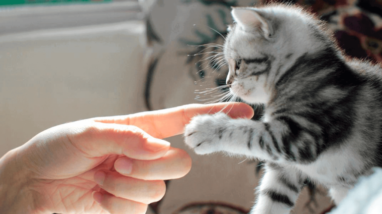 5 easy ways to know that your cat loves you