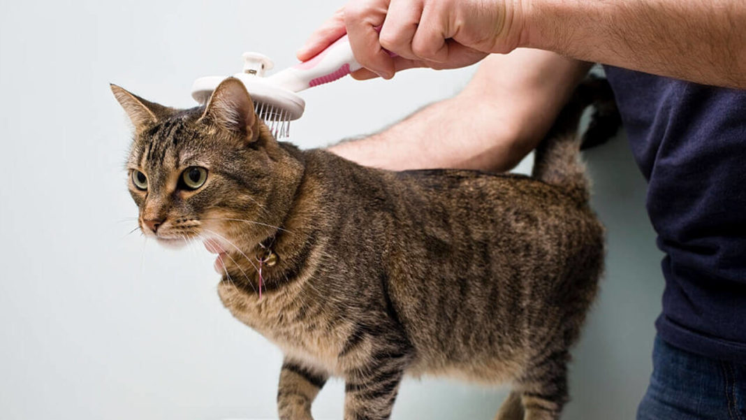 5 easy ways to clean up cat hair