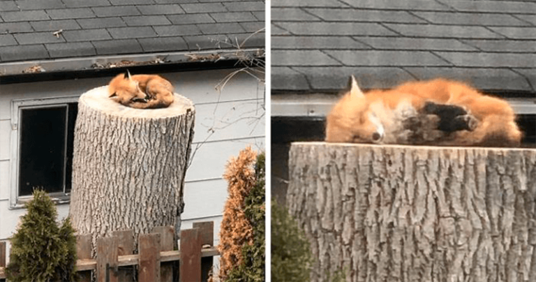 Adorable Fox Is Sleeping On A Tree Stump, And The Photos Goes Viral