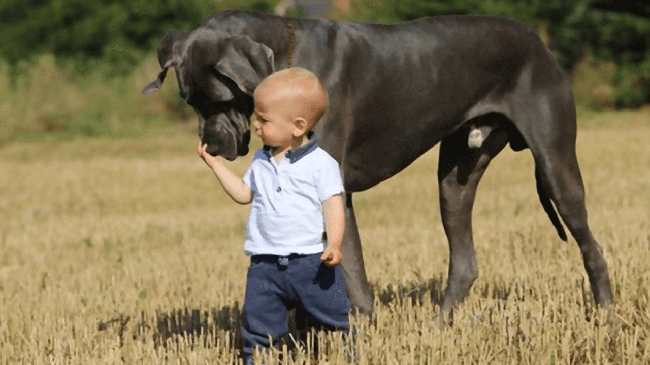 adorable pictures of little kids with big dogs