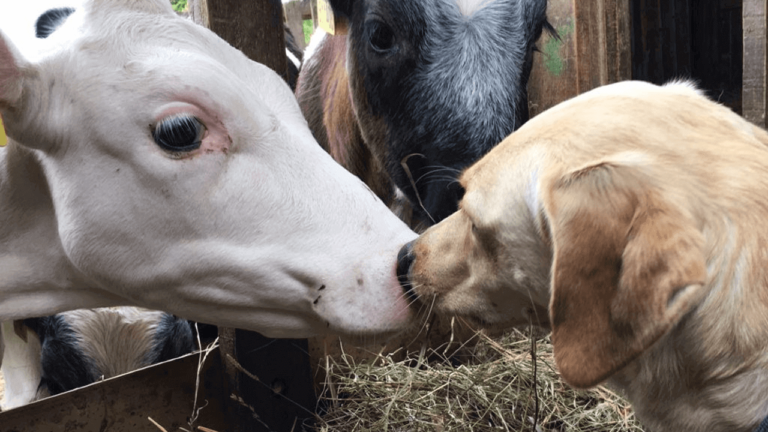 Cow Loves The Dog