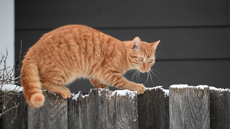 for the first time walking cat in the snow