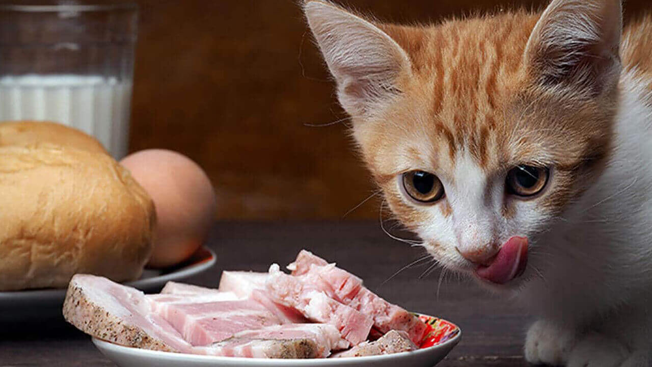 how to choose best food for kitten