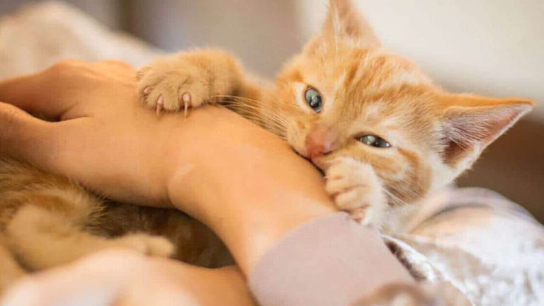 how to stop kitten biting