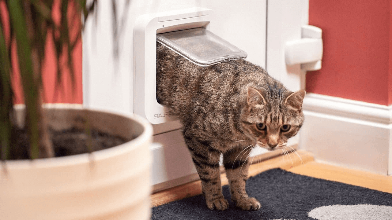 how to teach your cat to use a cat door 