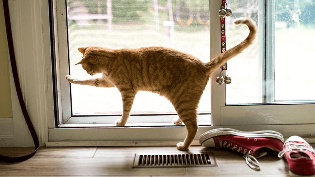 how to teach your cat to use a cat door 