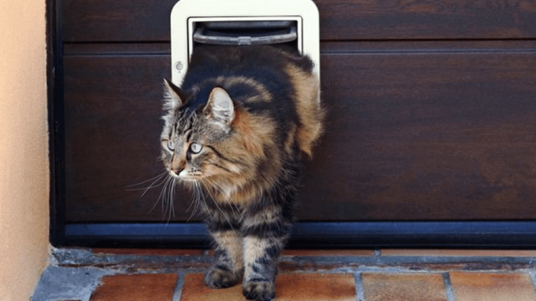 how to teach your cat to use a cat door