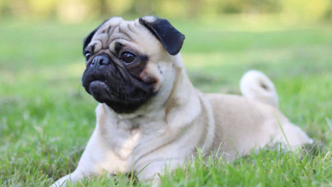 pug Breed Characteristics: