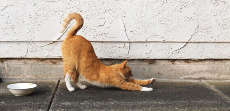 the 5 funny cats that get In shape on exercise wheels