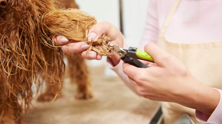 The Dramatic Dog Gets Scared of Nail Clippers