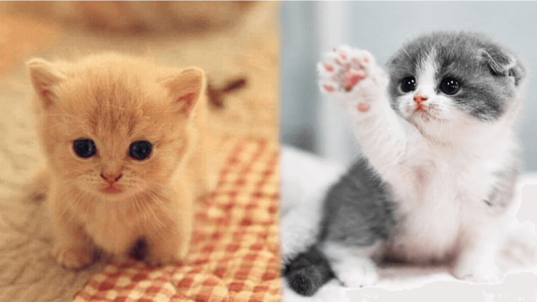 the most popular kitten names of 2020