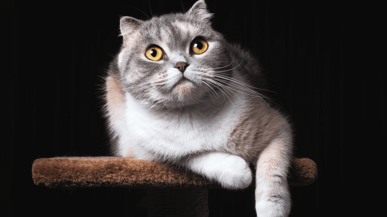 smartest cat breeds