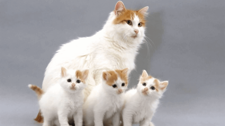 10 amazing cat facts to share with kids