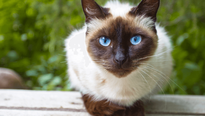 the-top-10-smartest-cat-breeds-in-the-world-animal-on-planet