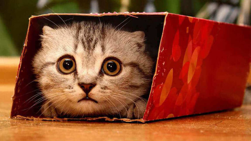 why do cats love boxes