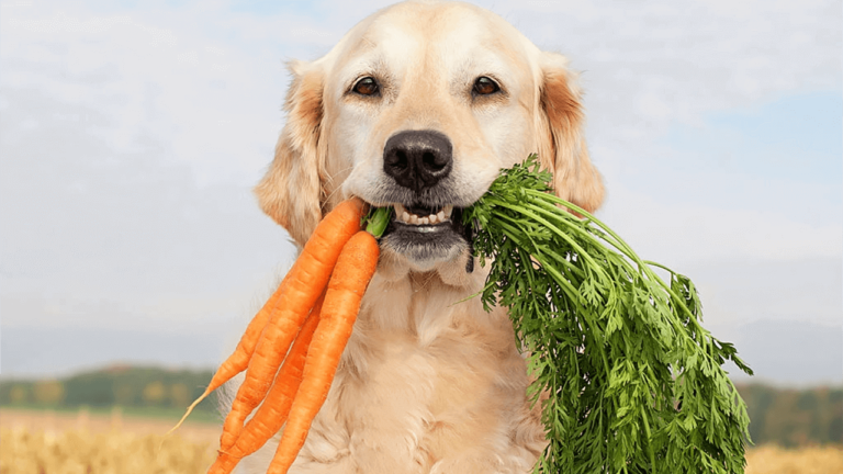 Would You Eat The Carrot?