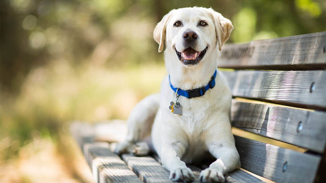 Labrador Retriever is a dog breed of medium-large retriever. The sweet-faced, lovable Labrador began as a sporting breed