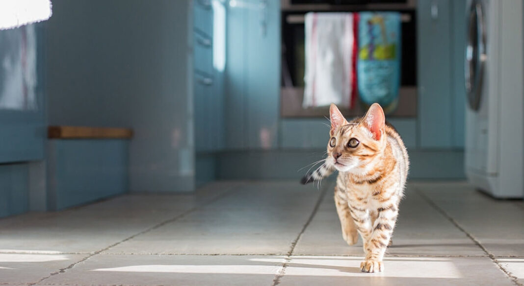 How To Cat Proof Your House