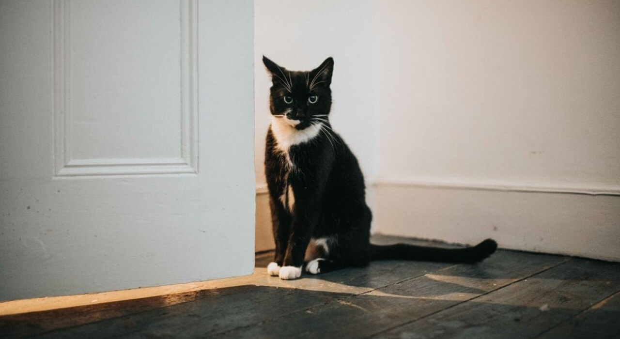 Protect your shed, garage, and laundry room from cats