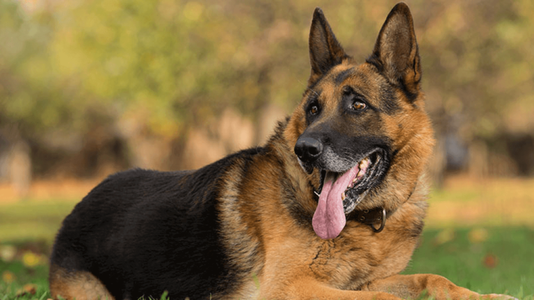 150 Pound German Shepherd Loses 50 Pounds