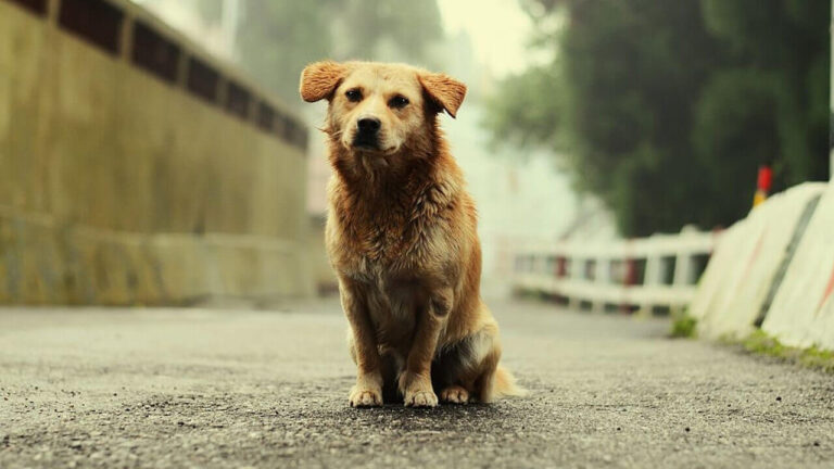 Homeless Dog Continues To Follow People On Street heartbreaking