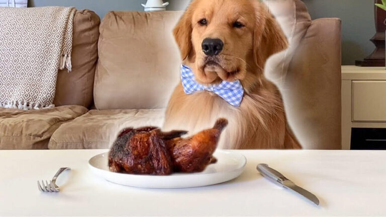 Leaving The Dog Alone With Baked Chicken