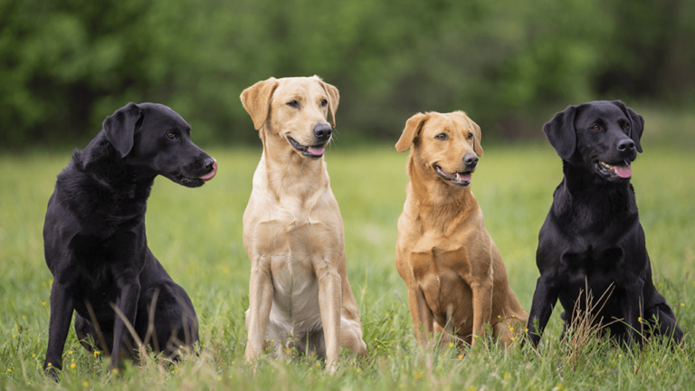 5 Things You Need To Know About Labrador Retrievers