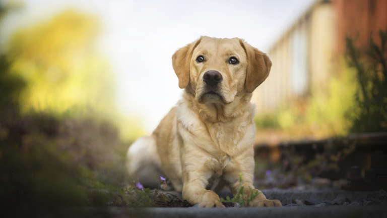10 Interesting Facts About Labrador Retrievers You Probably Never Knew