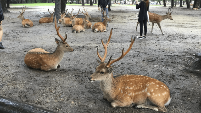 Bowing Deer At Nara Park In Japan