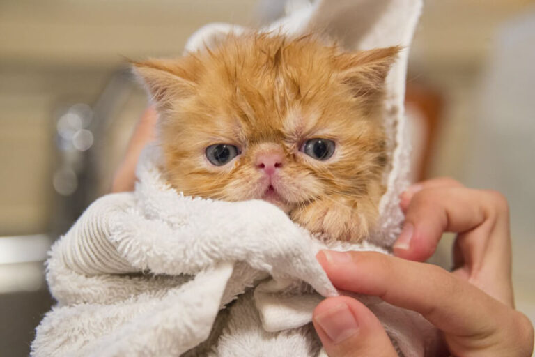 How To Bath A Cat [Video]