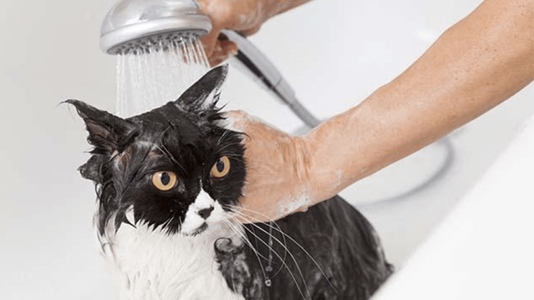 How To Bathe A Cat