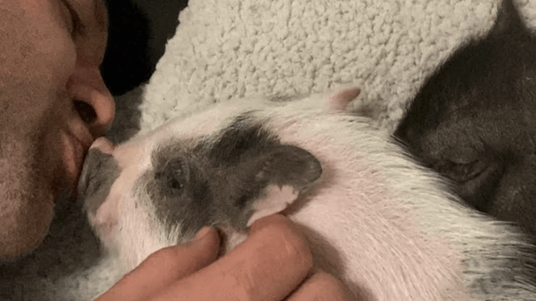 Tiny Piglets Become Siblings With A Pack Of Rescue Dogs