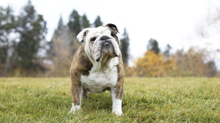 10 Fascinating Facts About Bulldog
