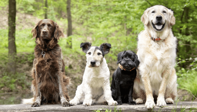 Dog Information – Did You Know?