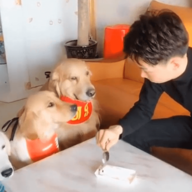 Dog Reaction To Cutting Cake – Funny Dog Reaction Compilation