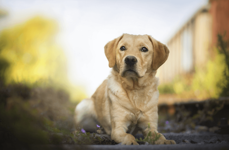 where did labrador originate from