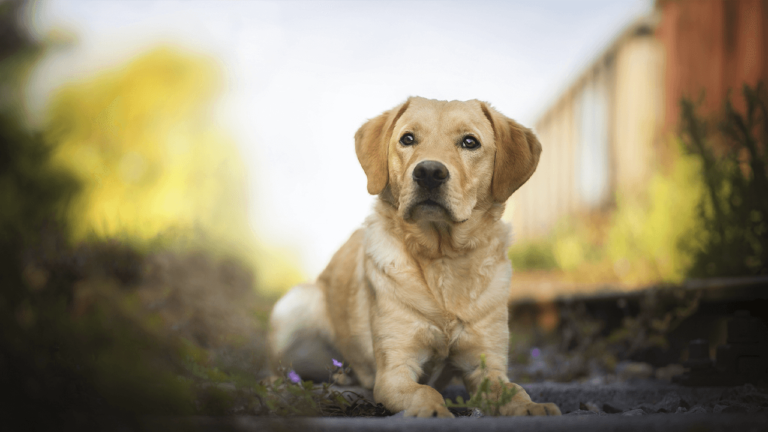 Labrador Retriever Information – Did You Know?