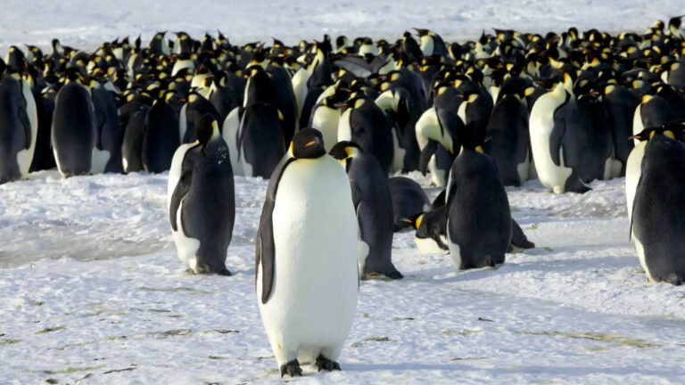 List Of Penguin Species