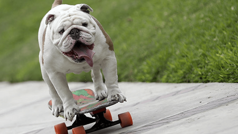 Otto The Skateboarding Bulldog – Guinness World Records