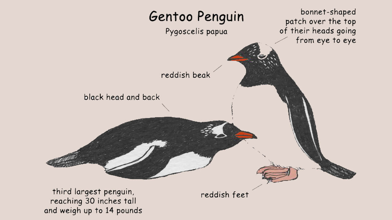 Penguin facts and information