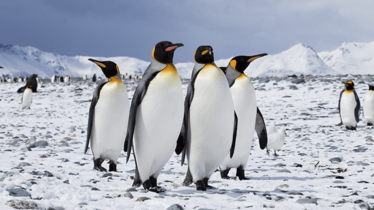 penguin facts and information