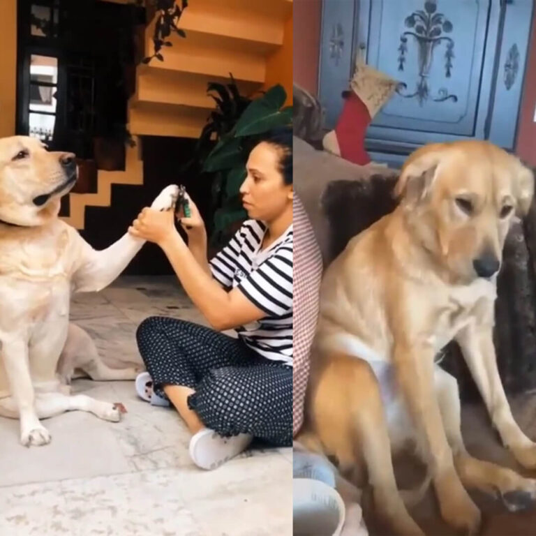 These Dogs Deserve An Oscar For Their Dramatic Performance