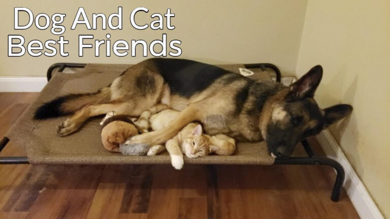 German Shepherd and kitten became best friends