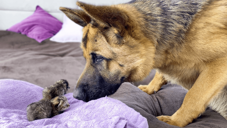 German Shepherd meets newborn kittens for the first time