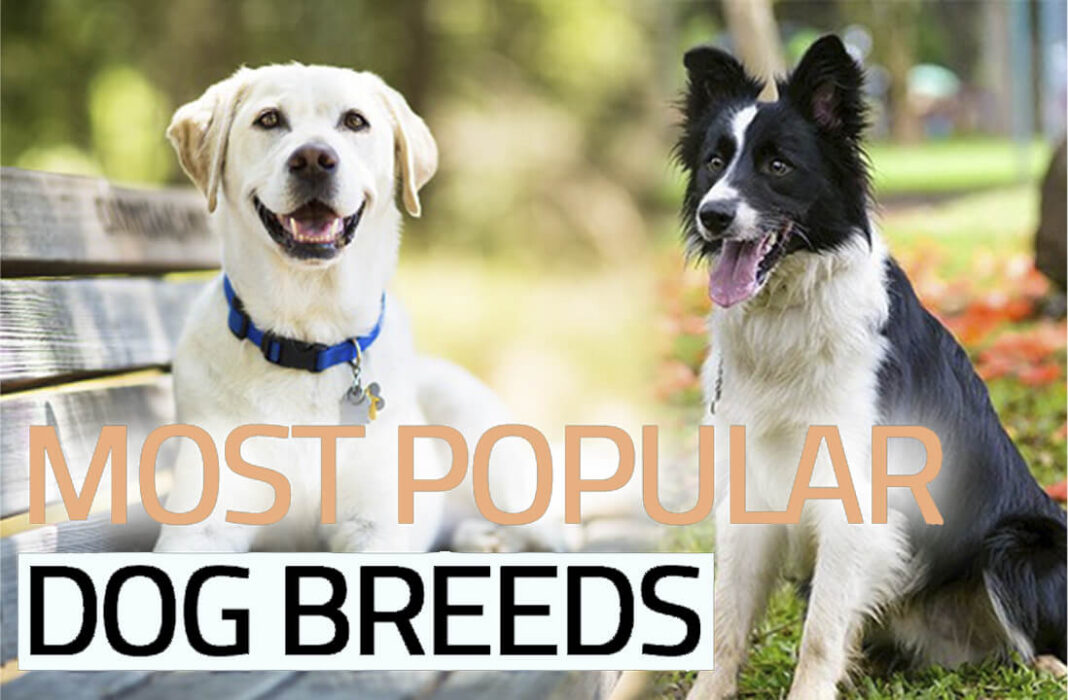 Most Popular Dog Breeds