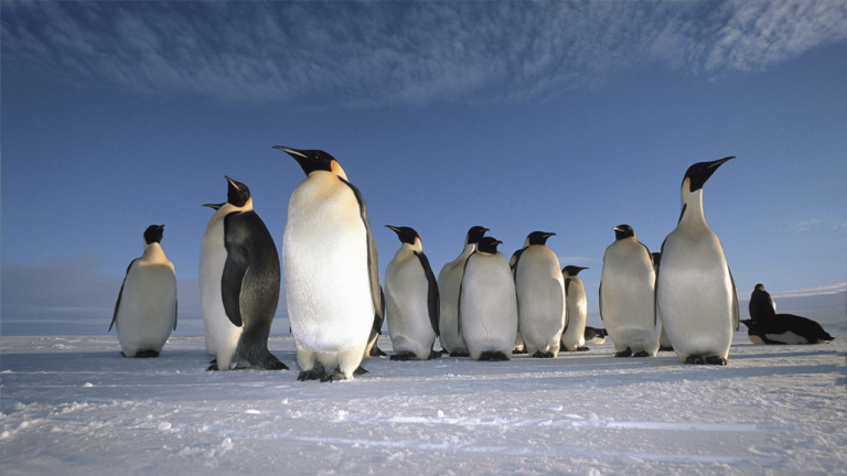 penguin facts and information