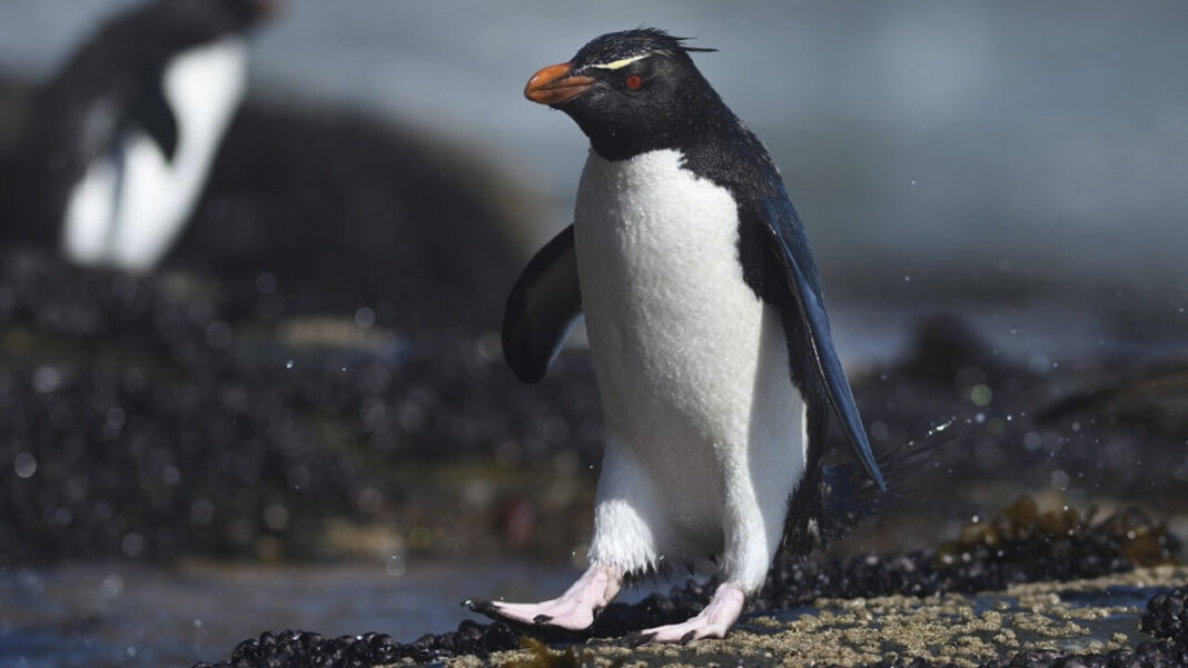 Rockhopper Penguin