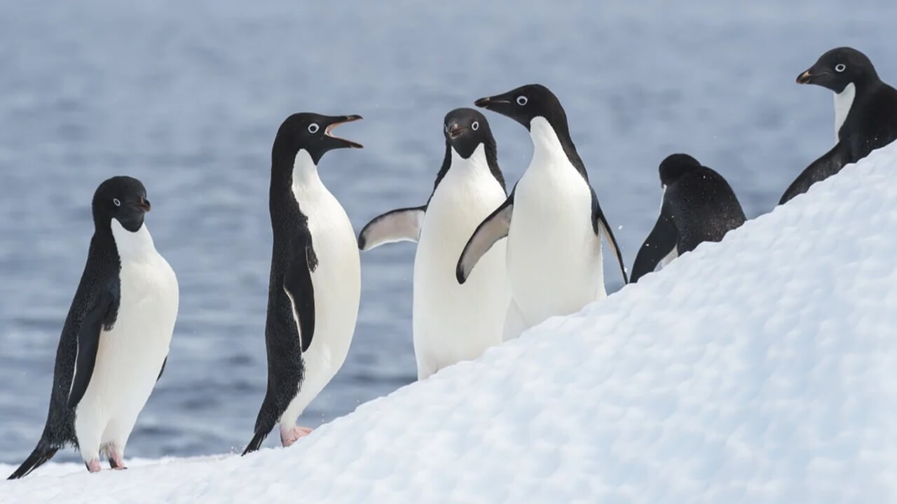 Adélie Penguin